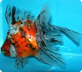 RYUKIN - CALICO 2.5-3 INCH